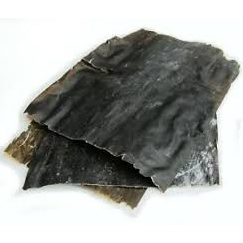 Alga Kombu